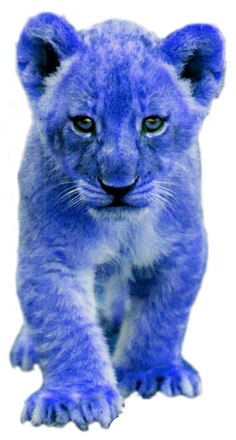 Blue lion cub